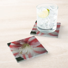 Rode en witte stripper Amaryllis Floral Glazen Onderzetter