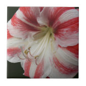 Rode en witte stripper Amaryllis Floral Tegeltje (Voorkant)
