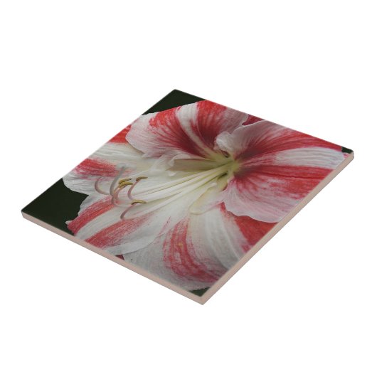 Rode en witte stripper Amaryllis Floral Tegeltje (Zijkant)