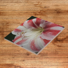 Rode en witte stripper Amaryllis Floral Tegeltje