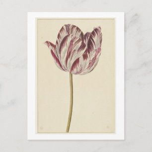Rode en witte tulp (1700 - 1800) door anoniem briefkaart