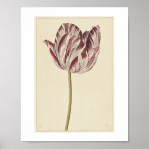 Rode en witte tulp (1700 - 1800) door anoniem poster