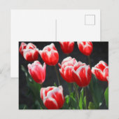 Rode en witte tulpen briefkaart (Voorkant / Achterkant)