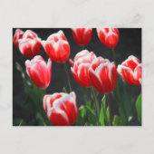 Rode en witte tulpen briefkaart (Voorkant)