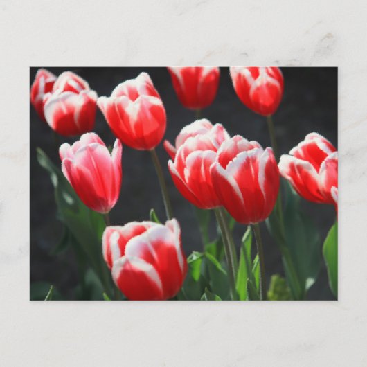 Rode en witte tulpen briefkaart (Voorkant)