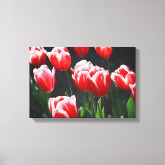 Rode en witte tulpen canvas afdruk (Voorkant)