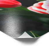 Rode en witte tulpen foto afdruk (Hoek)