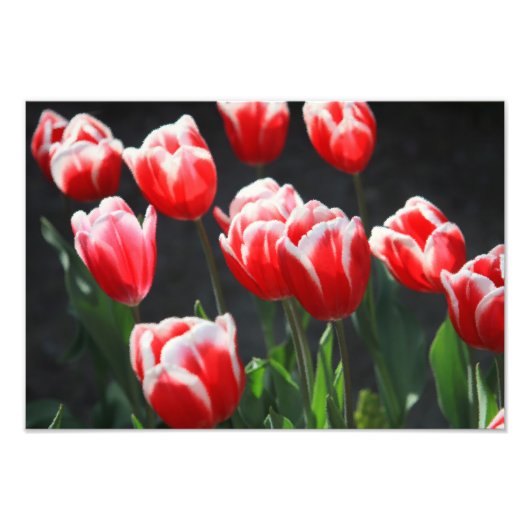 Rode en witte tulpen foto afdruk (Voorkant)