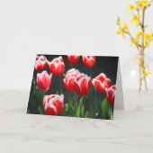 Rode en witte tulpen kaart (Gele Bloem)