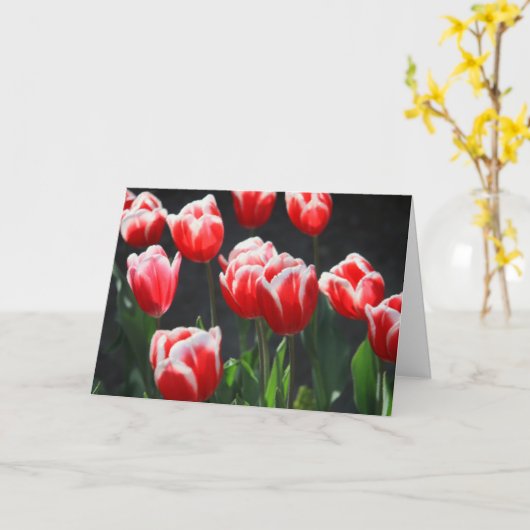 Rode en witte tulpen kaart (Gele Bloem)