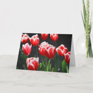 Rode en witte tulpen kaart