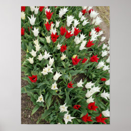 Rode en witte tulpen poster