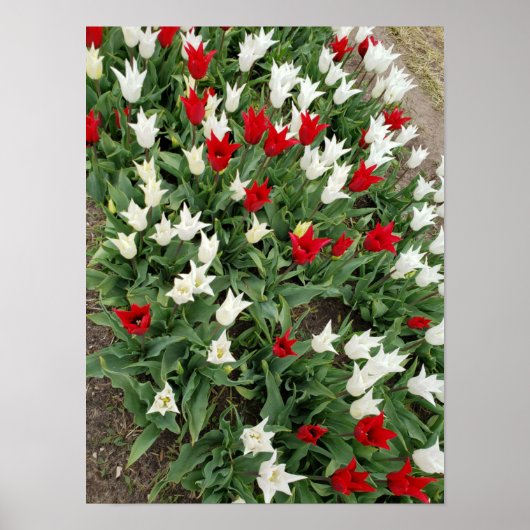 Rode en witte tulpen poster (Voorkant)