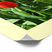 Rode en witte tulpen poster (Hoek)