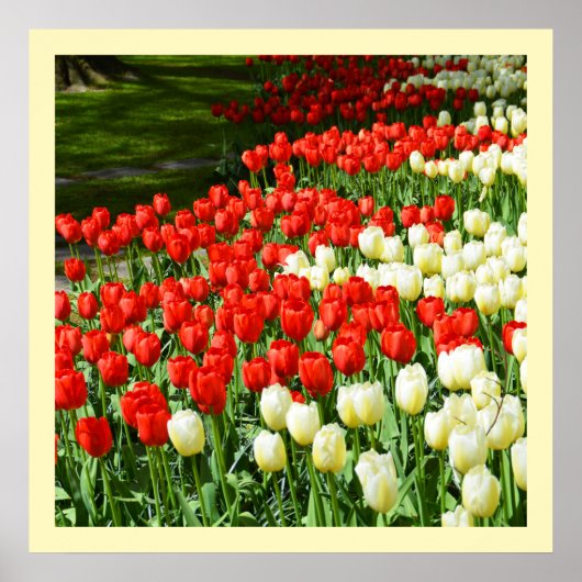 Rode en witte tulpen poster (Voorkant)