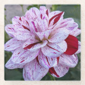 Rode en witte variëteiten Dahlia Bloom Floral Glazen Onderzetter (Voorkant)