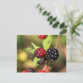 Rode en zwarte bramen. briefkaart (Staand voorkant)