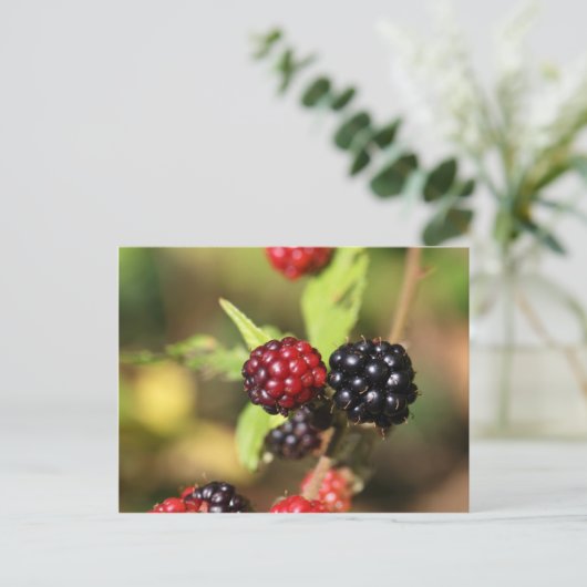 Rode en zwarte bramen. briefkaart (Staand voorkant)