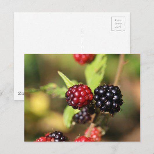 Rode en zwarte bramen. briefkaart (Voorkant / Achterkant)