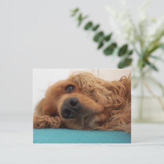 rode engelse cocker spaniel 2.png briefkaart (Staand voorkant)