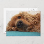 rode engelse cocker spaniel 2.png briefkaart (Voorkant / Achterkant)