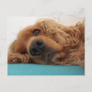 rode engelse cocker spaniel 2.png briefkaart