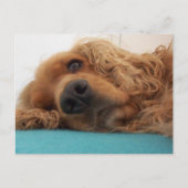 rode engelse cocker spaniel 2.png briefkaart (Voorkant)