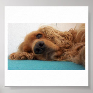 rode engelse cocker spaniel 2.png poster