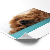 rode engelse cocker spaniel 2.png poster (Hoek)