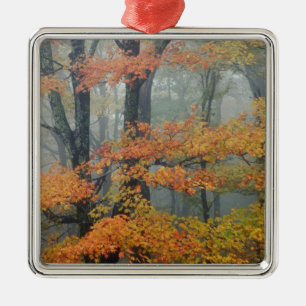 Rode esdoorn, Acer rubrum, portret in nevel Metalen Ornament