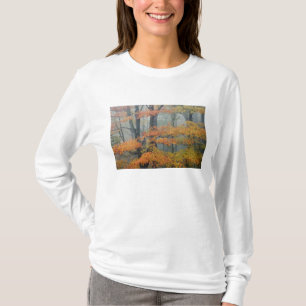 Rode esdoorn, Acer rubrum, portret in nevel T-shirt