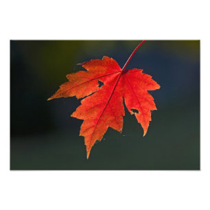 Rode esdoorn Acer rubrum) rode blad in de herfst, Foto Afdruk