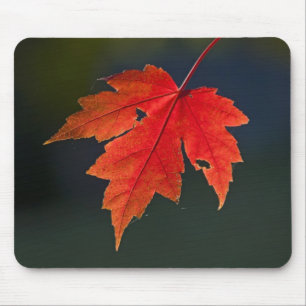Rode esdoorn Acer rubrum) rode blad in de herfst, Muismat