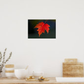 Rode esdoorn Acer rubrum) rode blad in de herfst, Poster (Keuken)