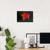 Rode esdoorn Acer rubrum) rode blad in de herfst, Poster (Thuiskantoor)