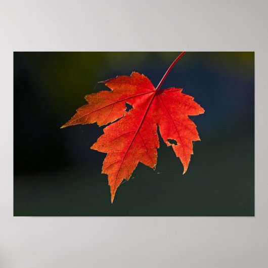Rode esdoorn Acer rubrum) rode blad in de herfst, Poster (Voorkant)