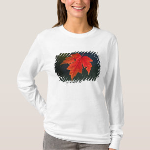 Rode esdoorn Acer rubrum) rode blad in de herfst, T-shirt