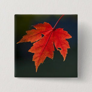 Rode esdoorn Acer rubrum) rode blad in de herfst, Vierkante Button 5,1 Cm