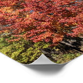 Rode esdoorn in de Herfst Poster (Hoek)