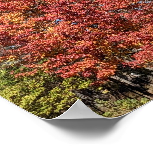 Rode esdoorn in de Herfst Poster (Hoek)