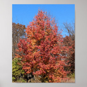 Rode esdoorn in de Herfst Poster