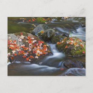 Rode esdoorn laat tapijt met de rotsen in de rots briefkaart