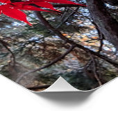 Rode esdoornbladeren en reuzensequoia perfect poster (Hoek)