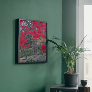 Rode esdoornbladeren in een Japanse tuin Foto Afdruk