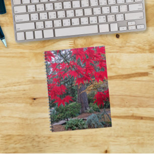 Rode esdoornbladeren in een Japanse tuin Notitieboek