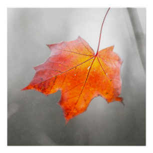 Rode Esdorpenblad - Fluwelen Herfst Poster