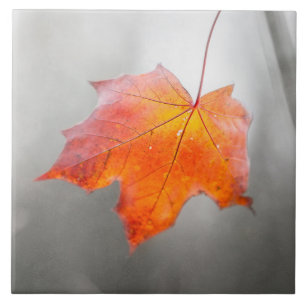 Rode Esdorpenblad - Fluwelen Herfst Tegeltje
