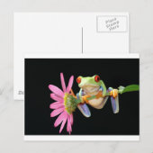 rode eyed boomkikker briefkaart (Voorkant / Achterkant)