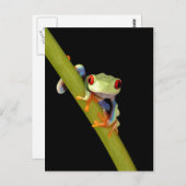 rode eyed boomkikker briefkaart (Voorkant / Achterkant)