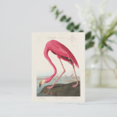 Rode flamingo door John Audubon Briefkaart (Staand voorkant)